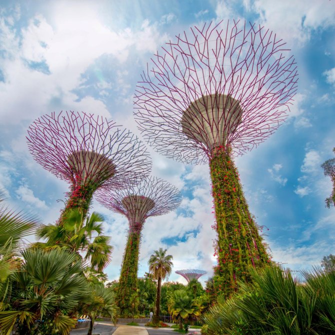 Singapur - ogrody Gardens by the Bay, supertree (1).jpg